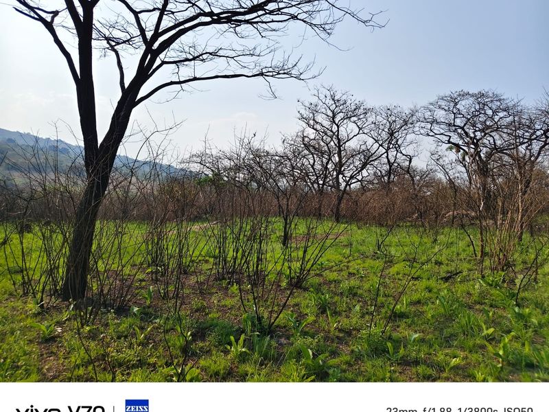 A view of the natural landscape and vegetation on the small holding property.