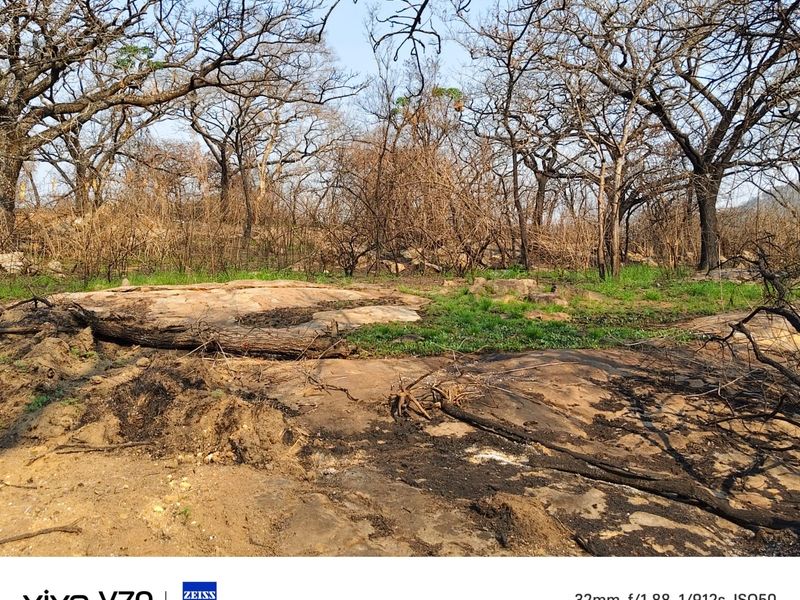 A view of the natural landscape on the small holding, featuring rocky terrain and trees showing signs of recent fire damage.