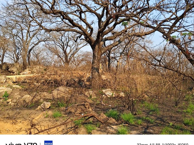 A view of the natural landscape on the small holding, featuring mature trees and rocky ground with signs of recent fire damage to vegetation.
