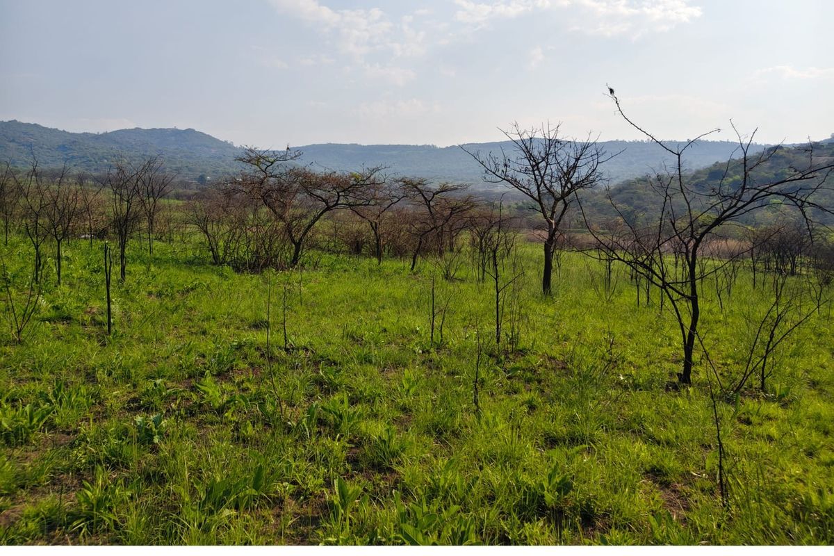 A scenic view of the natural landscape and mountain range on the small holding property.