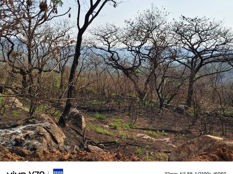 A view of the natural landscape on the small holding, showing signs of recent fire damage to the trees and ground cover.