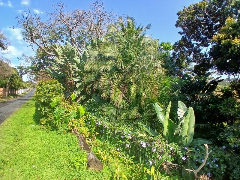 A view of the lush, established garden area on the residential plot, featuring mature trees and dense vegetation.