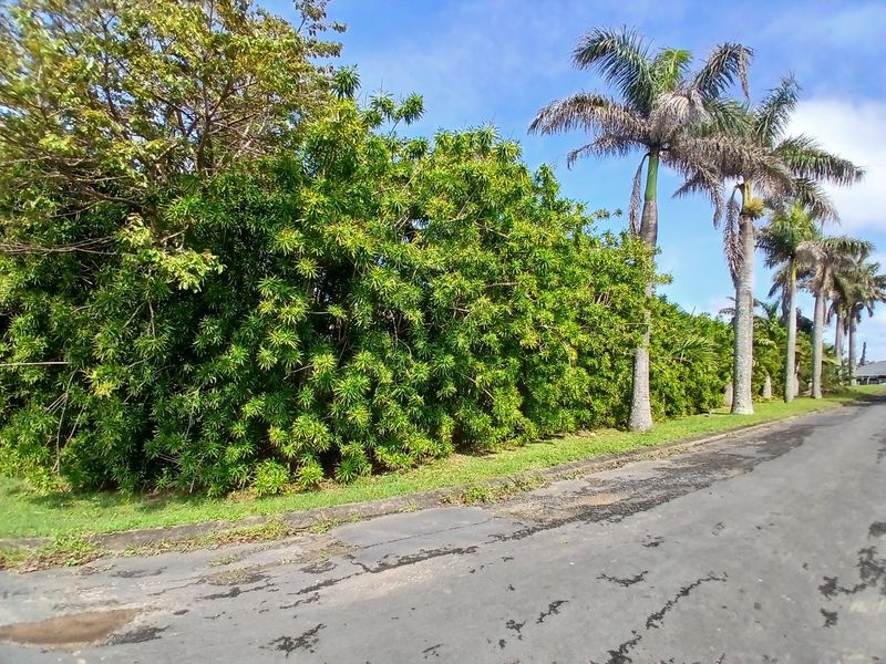 A street view of the residential property frontage featuring mature palm trees and established landscaping along the asphalt road.