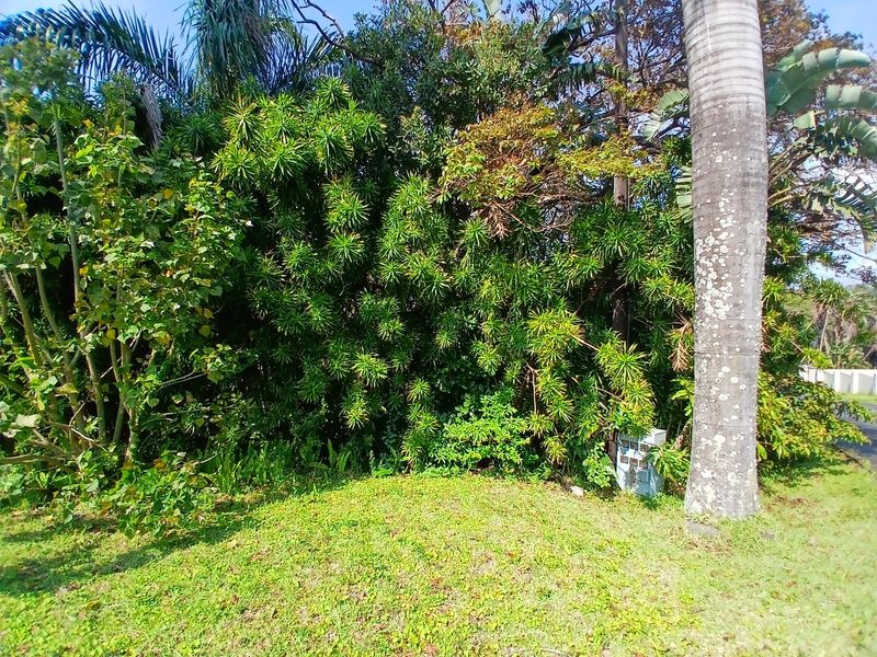 A view of a lush, established garden area featuring mature trees and dense vegetation on the residential property.