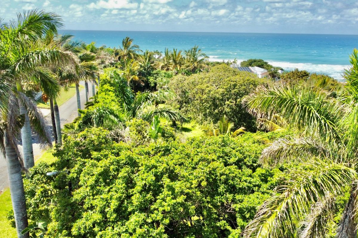 Elevated view of the coastal landscape featuring lush greenery, mature palm trees, and a clear outlook towards the ocean.