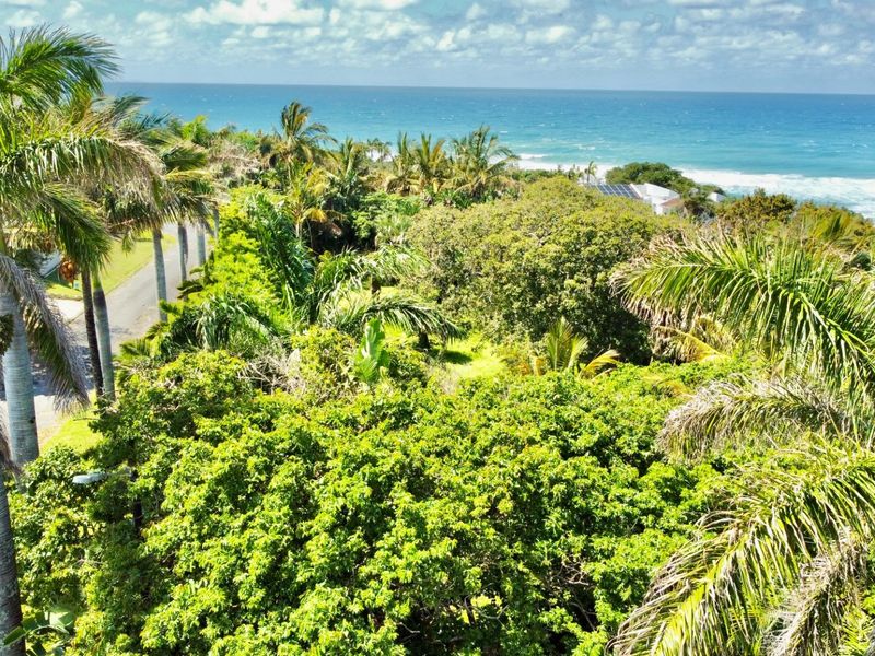 Elevated view of the coastal landscape featuring lush greenery, mature palm trees, and a clear outlook towards the ocean.