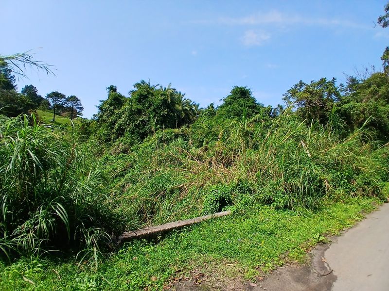 A view of a vacant residential plot featuring dense, overgrown vegetation and direct access from the adjacent paved road.