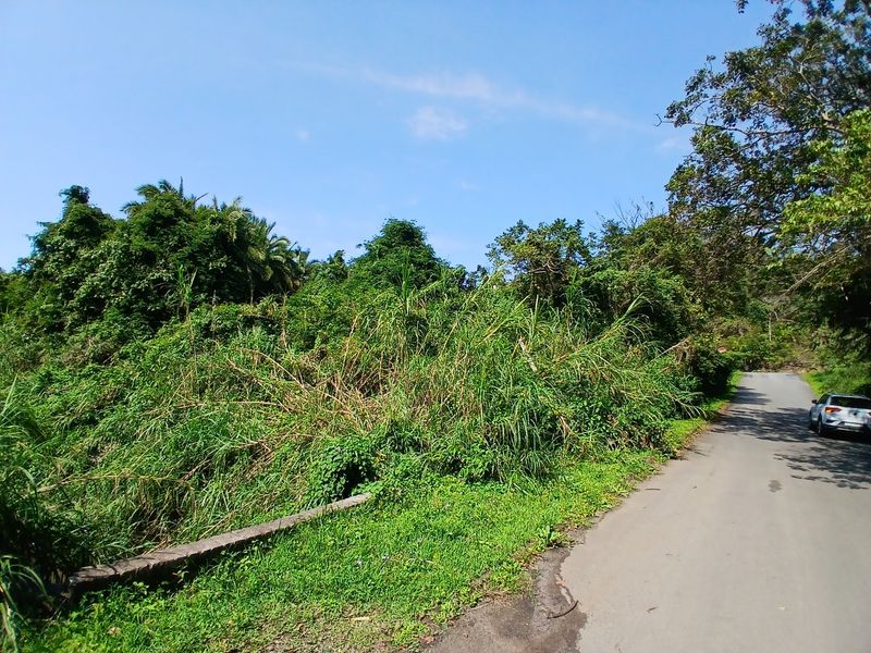A view of the asphalt road bordering the vacant residential land, featuring dense natural vegetation and a concrete curb.
