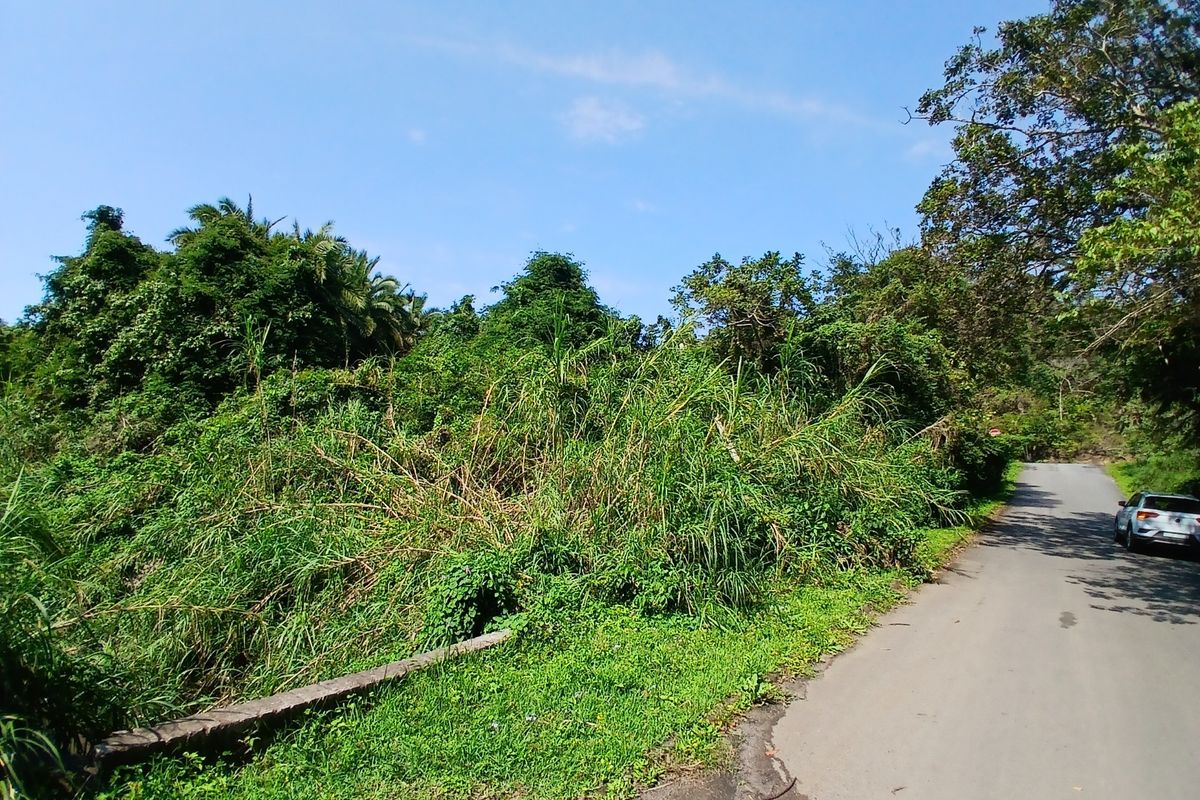 A view of the asphalt road bordering the vacant residential land, featuring dense natural vegetation and a concrete curb.