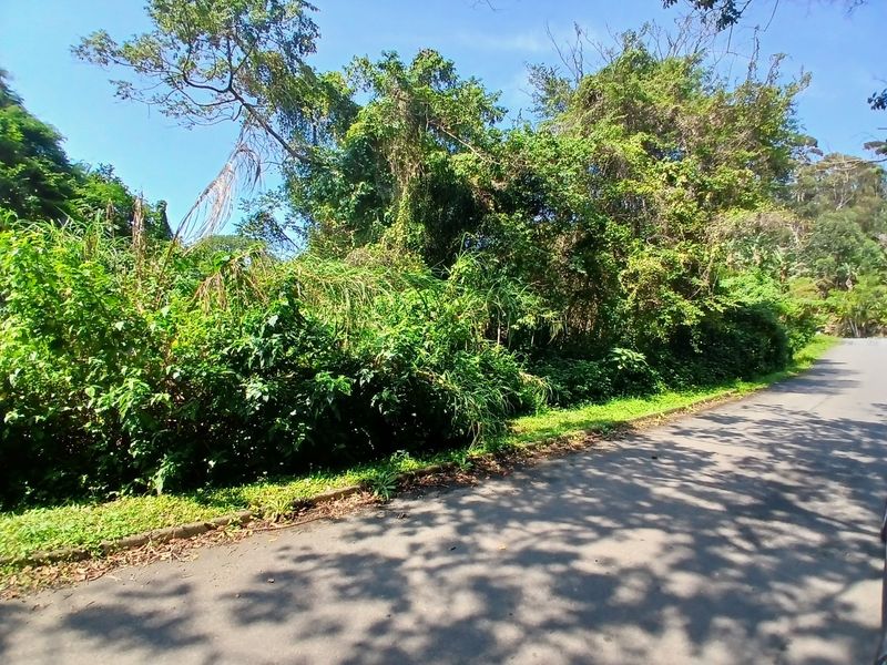 A view of the asphalt road and concrete curb bordering a densely vegetated vacant residential plot.