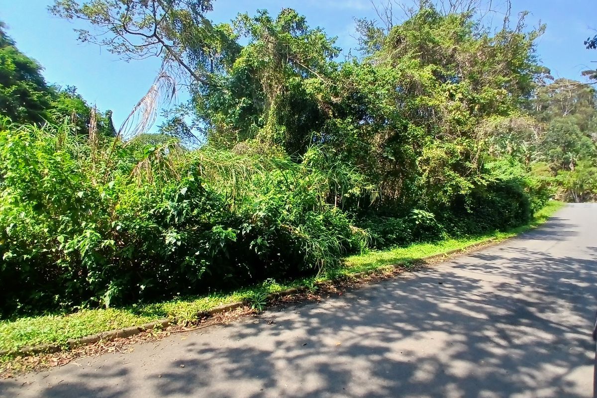 A view of the asphalt road and concrete curb bordering a densely vegetated vacant residential plot.