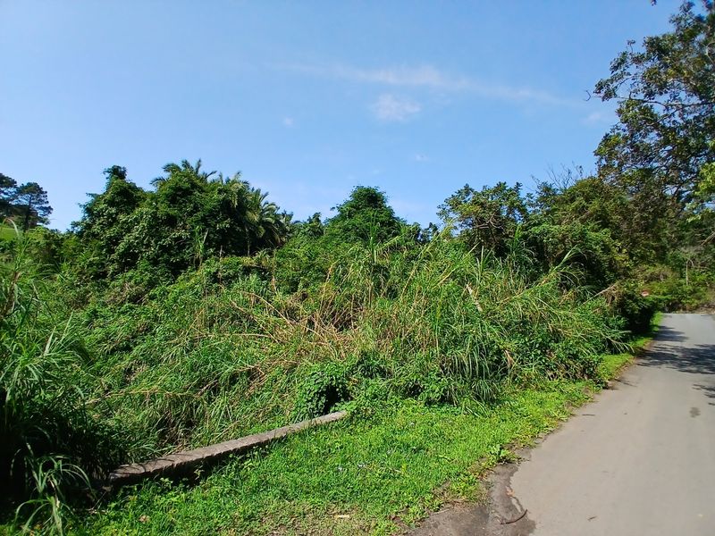 A view of the asphalt road bordering the vacant residential land, featuring dense natural vegetation and a concrete curb.