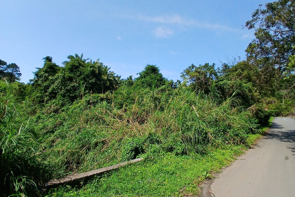 A view of the asphalt road bordering the vacant residential land, featuring dense natural vegetation and a concrete curb.