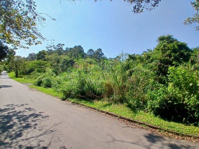 A view of the asphalt road and concrete curbing bordering the vacant residential land, surrounded by established trees and natural vegetation.