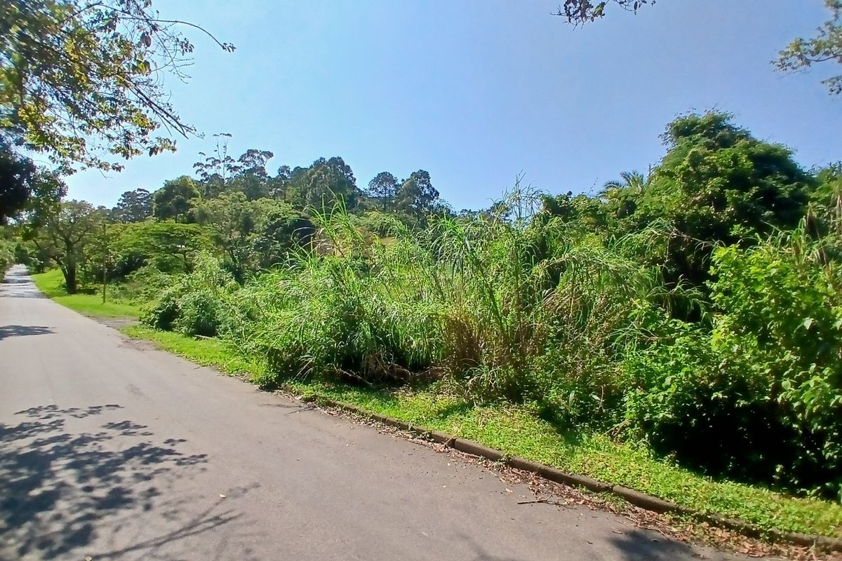 A view of the asphalt road and concrete curbing bordering the vacant residential land, surrounded by established trees and natural vegetation.