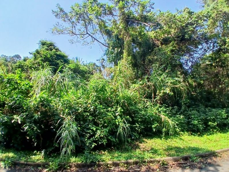 A view of a densely vegetated, overgrown residential plot featuring mature trees and wild shrubbery.