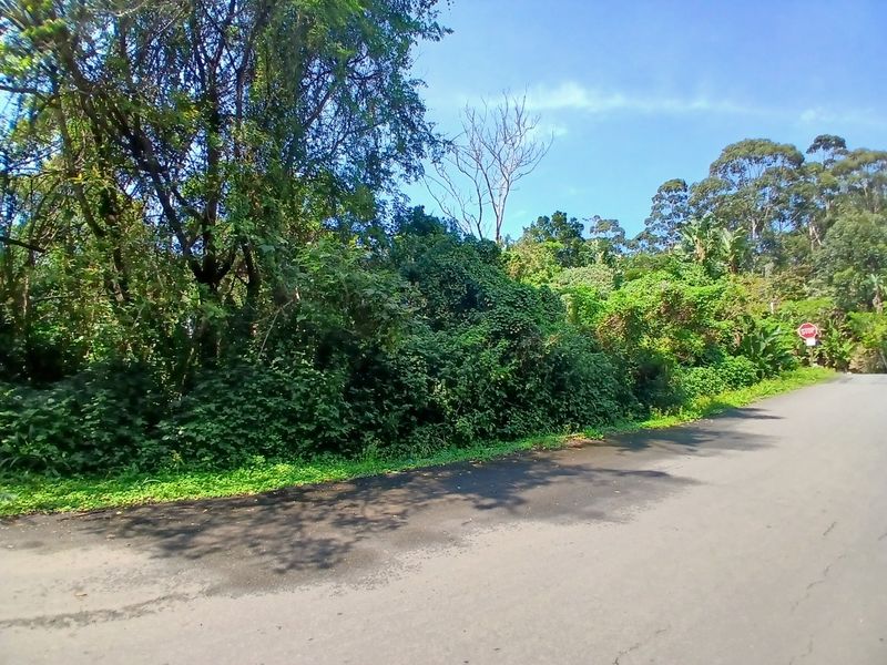 A view of the street frontage showing dense natural vegetation and mature trees bordering the vacant residential land.