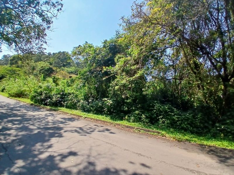 A view of the asphalt road and concrete curb bordering the vacant residential land, surrounded by dense mature trees and vegetation.
