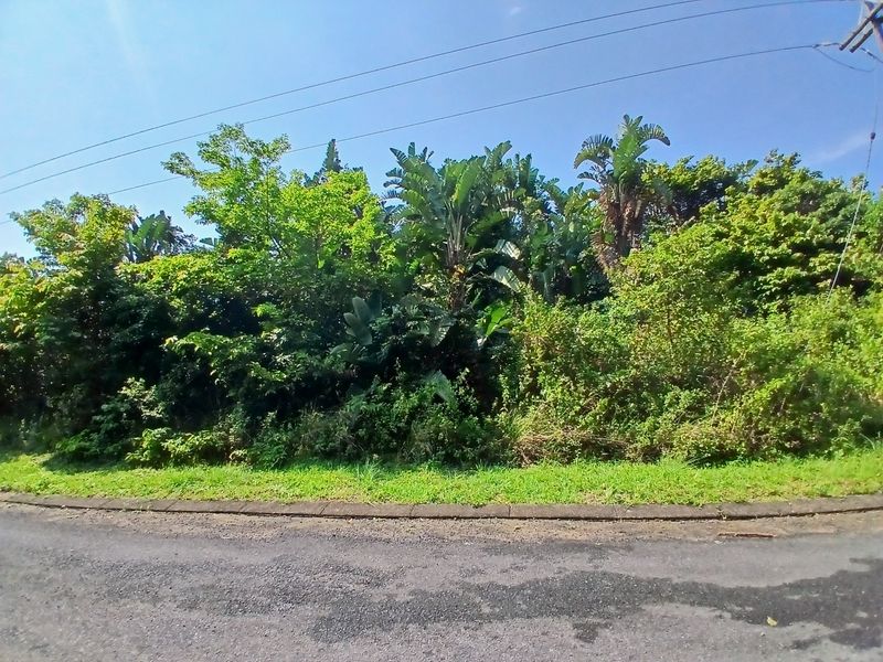 A street-level view of a vacant residential plot featuring established trees, dense vegetation, and adjacent asphalt road infrastructure.