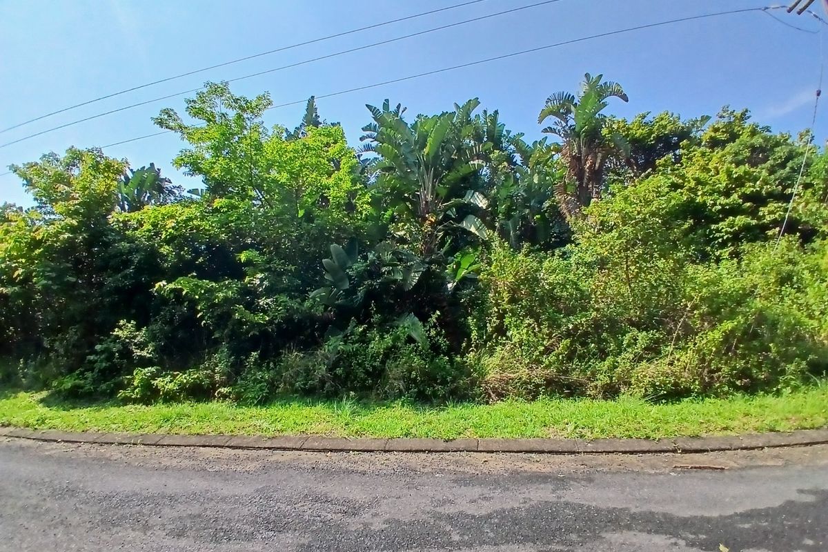 A street-level view of a vacant residential plot featuring established trees, dense vegetation, and adjacent asphalt road infrastructure.
