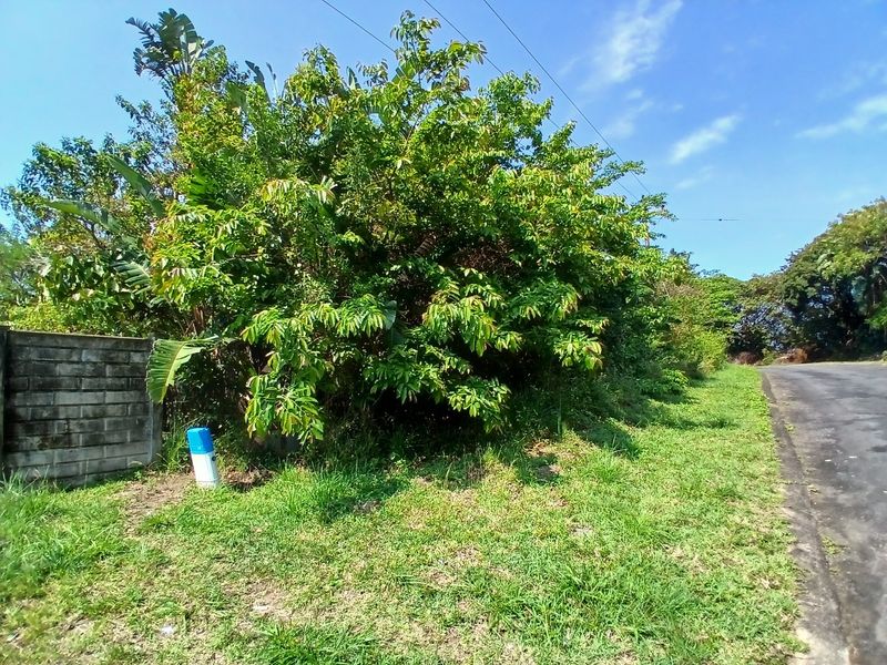 Street view of the residential land parcel showing the asphalt road frontage, boundary wall, and existing vegetation.