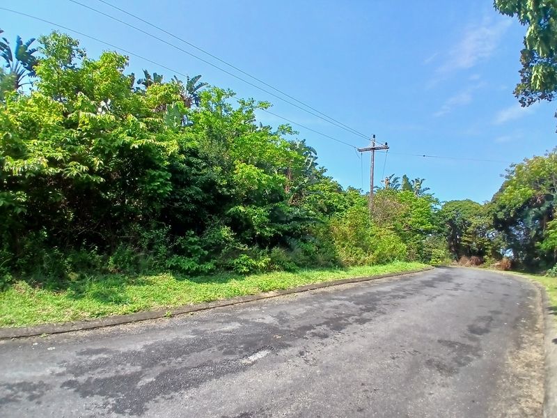 A view of the asphalt street frontage and adjacent verge with established trees and utility infrastructure.