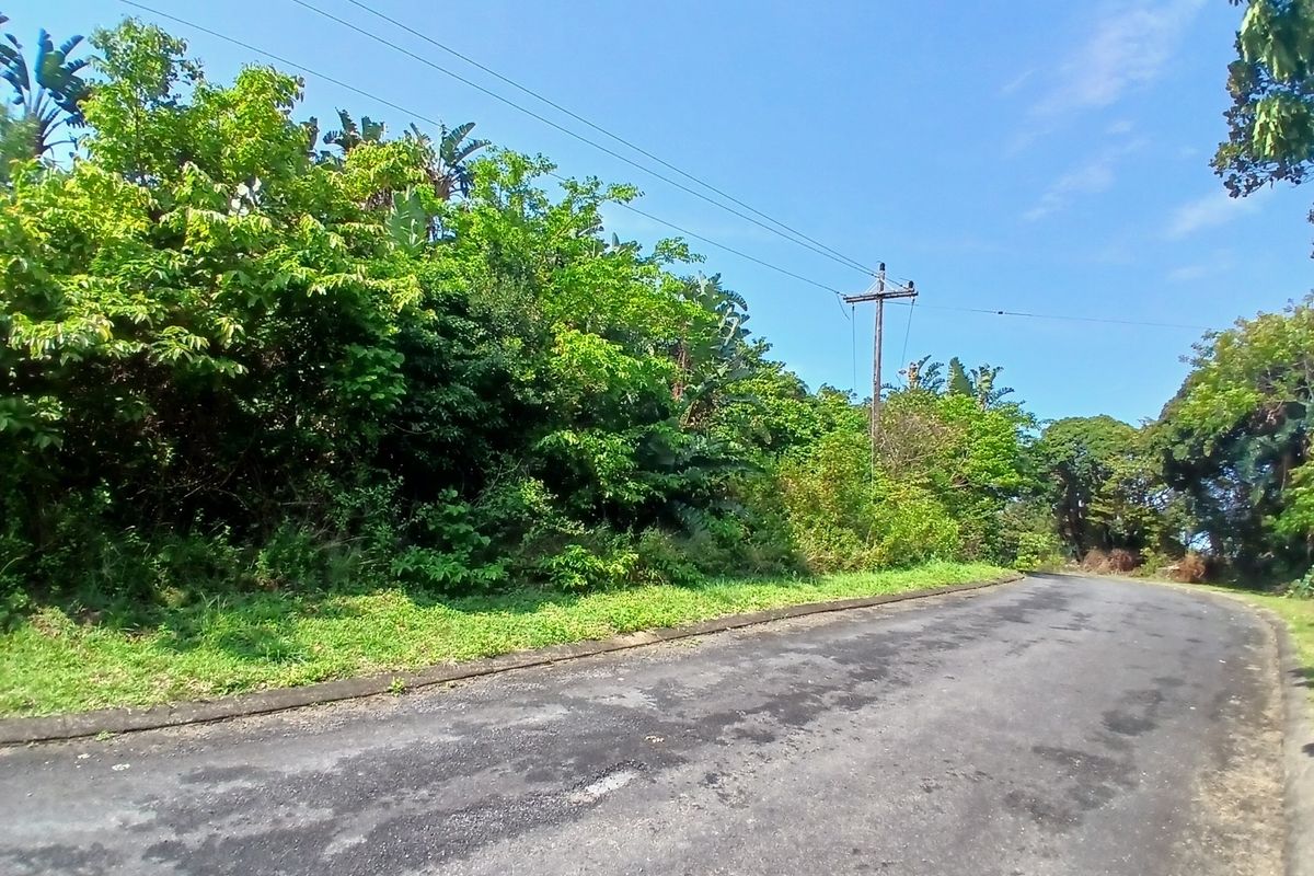 A view of the asphalt street frontage and adjacent verge with established trees and utility infrastructure.