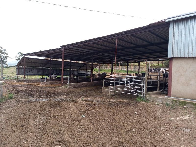A functional farm livestock shelter featuring a large corrugated metal roof, steel support structure, and concrete feeding troughs for cattle.