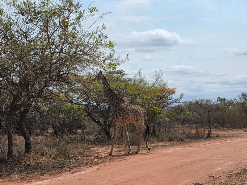 A scenic view of the natural landscape featuring indigenous trees and local wildlife on the vacant residential property.
