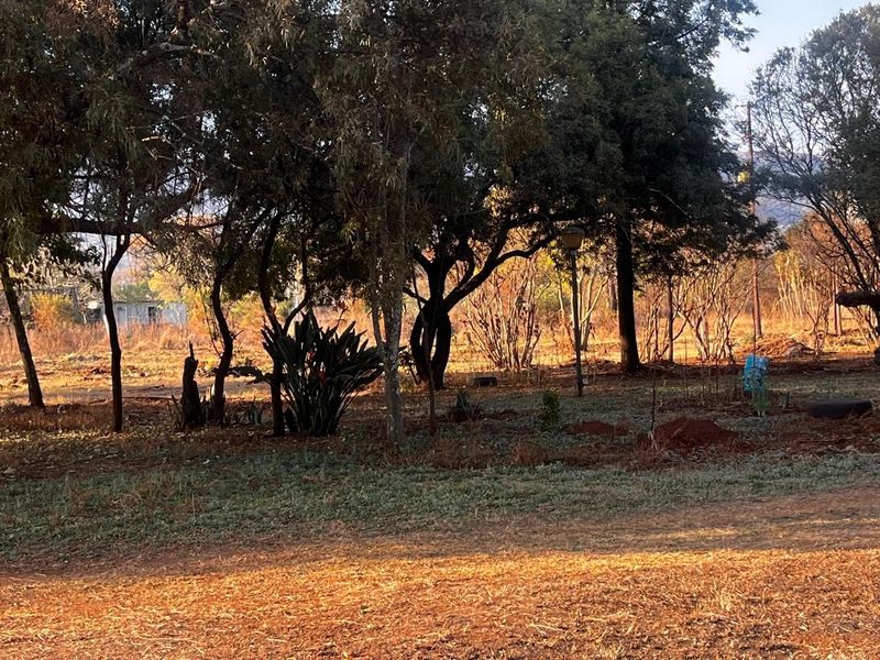 A natural, undeveloped residential garden area featuring mature trees and established vegetation on a vacant land plot.