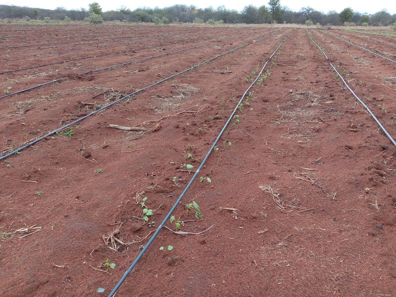 Agricultural land featuring an installed drip irrigation system for crop cultivation.