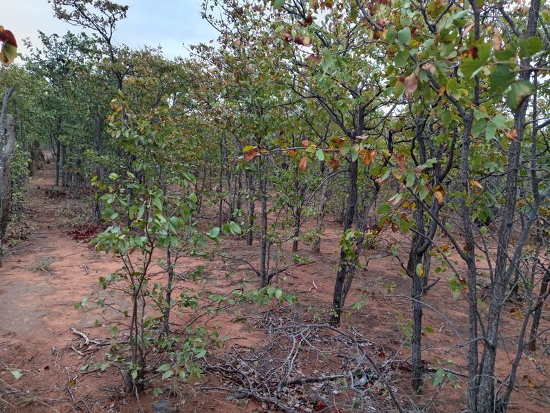 A view of the natural bushveld landscape featuring native trees and indigenous vegetation on the farm property.
