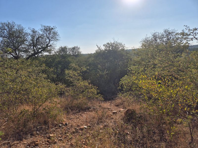 A view of the natural landscape featuring native trees and shrubs on undeveloped residential land.