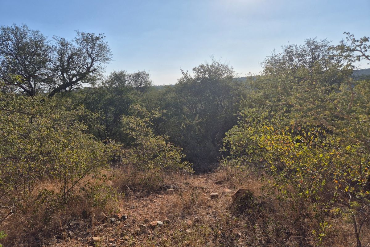 A view of the natural landscape featuring native trees and shrubs on undeveloped residential land.