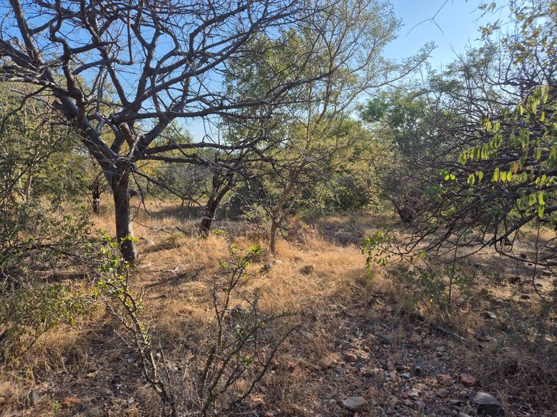 A view of the natural, undeveloped landscape featuring native trees and dry ground cover on the residential vacant land.