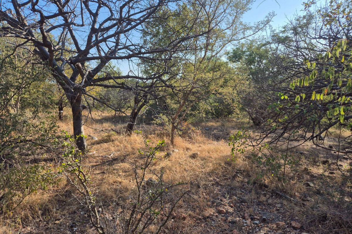 A view of the natural, undeveloped landscape featuring native trees and dry ground cover on the residential vacant land.