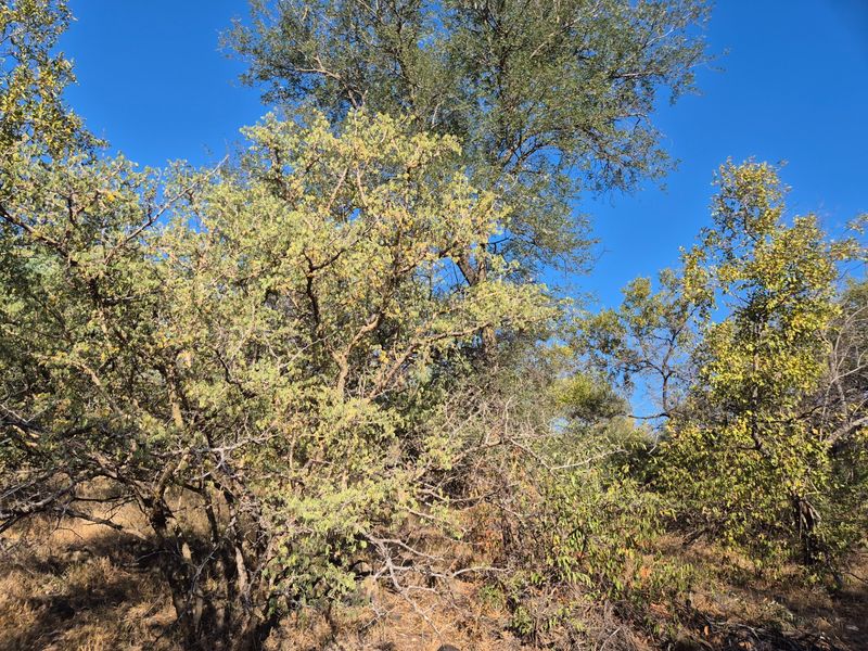 A view of the natural landscape featuring established indigenous trees and native vegetation on the vacant residential property.