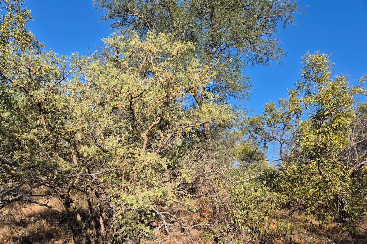 A view of the natural landscape featuring established indigenous trees and native vegetation on the vacant residential property.