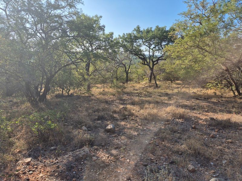 A view of the natural, undeveloped landscape featuring mature trees and native vegetation on the residential plot.