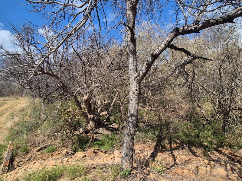A view of the natural landscape featuring mature trees and an unpaved track on the residential vacant land.
