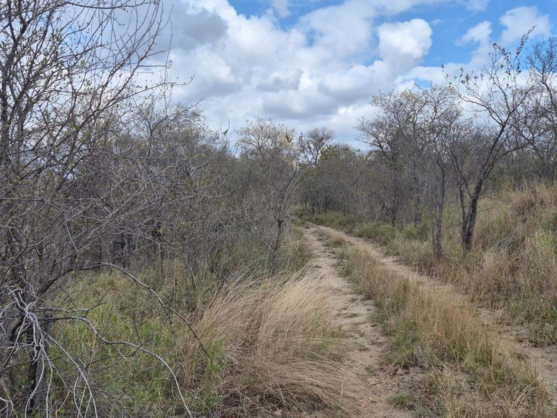 A view of the natural landscape featuring native trees, dry grasses, and an unpaved track running through the vacant residential land.