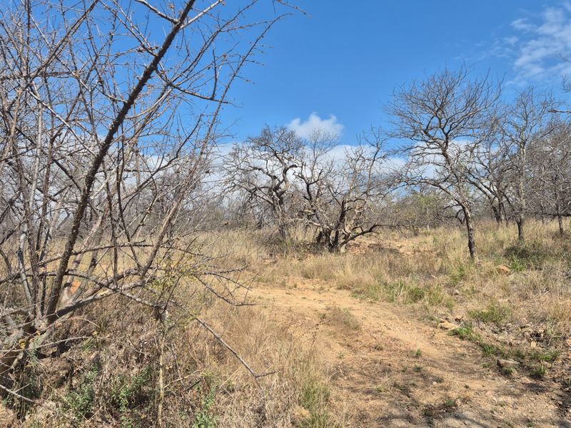 A view of a vacant residential plot featuring natural vegetation and a dirt access track under a clear blue sky.