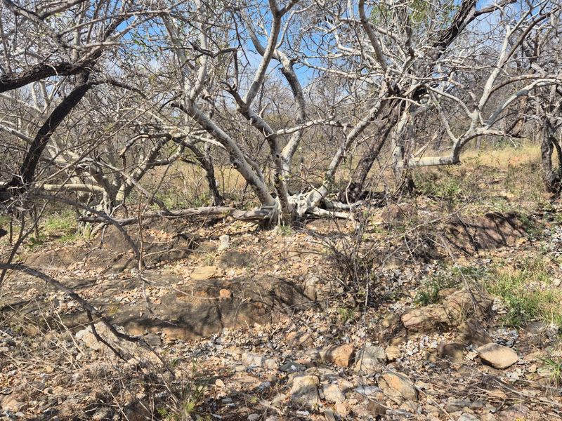 A view of the natural, undeveloped landscape featuring mature native trees and rocky ground cover on this residential vacant land plot.