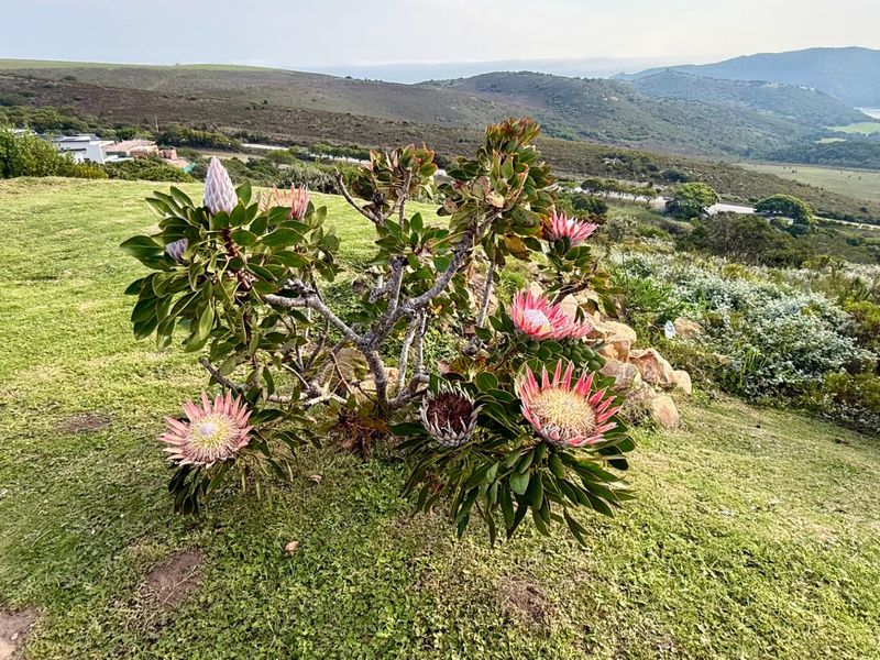 A well-maintained garden area featuring native protea plants and a stone retaining wall, set against a scenic landscape view.
