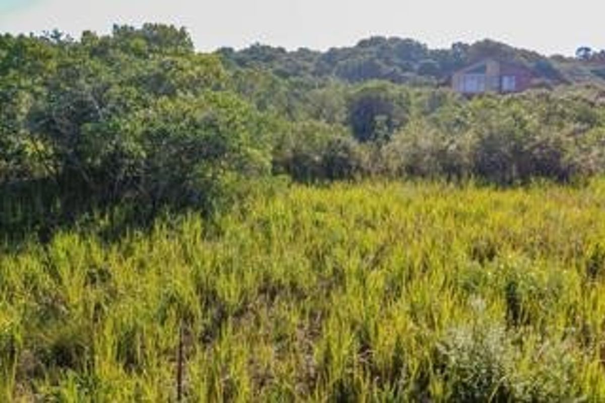 A view of the natural, undeveloped residential land featuring dense native vegetation and a sloped landscape.