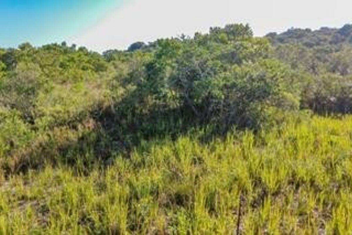 A view of the natural, undeveloped land featuring dense native vegetation and indigenous shrubs.