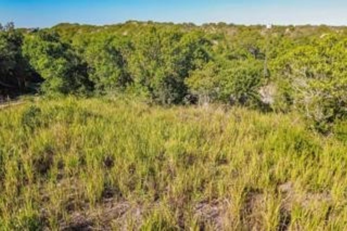 A view of the natural landscape and dense vegetation on the vacant residential property.