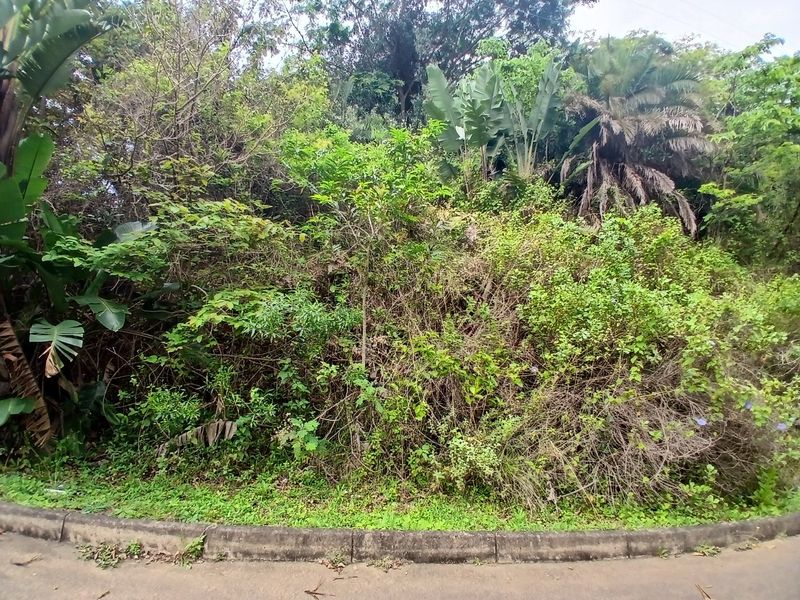 A view of a vacant residential plot featuring dense, overgrown vegetation and trees, bordered by a concrete curb and asphalt road.