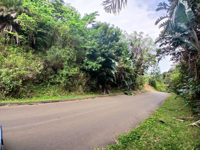 A view of the asphalt street frontage bordering the vacant residential land, featuring established trees and natural vegetation along the roadside.