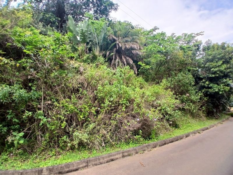 A view of a vacant residential plot featuring dense, overgrown vegetation and direct access to an asphalt road with a concrete curb.